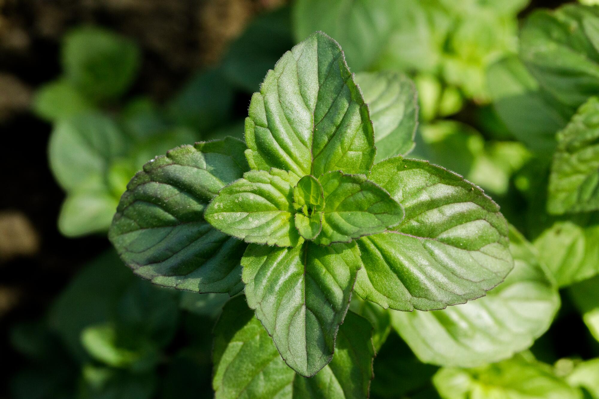 kl_mint_active-ingredient_field_plant_2019 -112-
